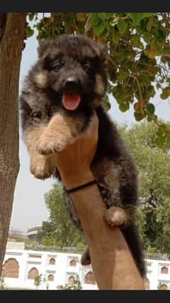 Germen Shepherd Puppy