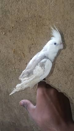 cocktail hand tame