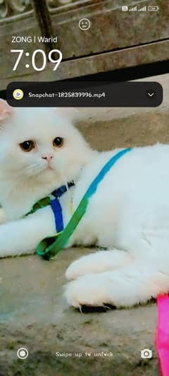 beautiful Persian cat