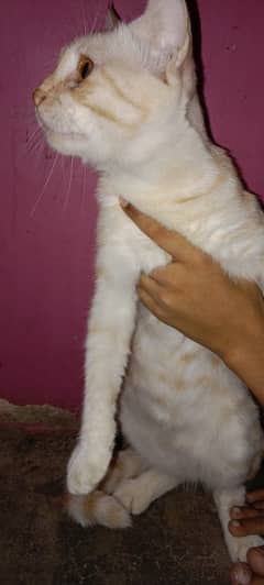 persian