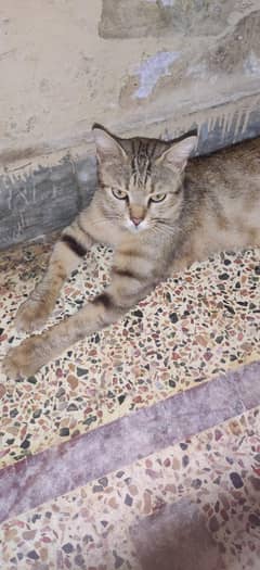 CAT WITH 3 KIDS