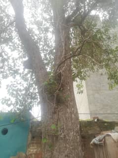jamun tree for sale