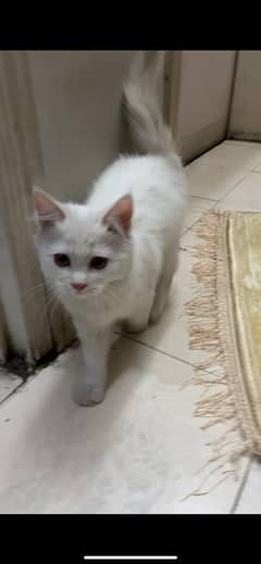 Persian cat colour white