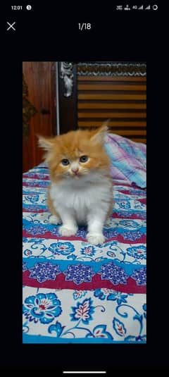Persian kitten | triple long coated Kittens | Fluffy Kitten For Sale