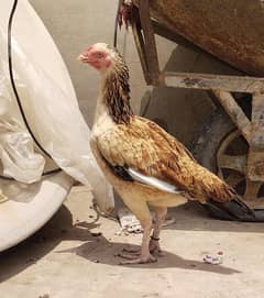 Aseel Hen