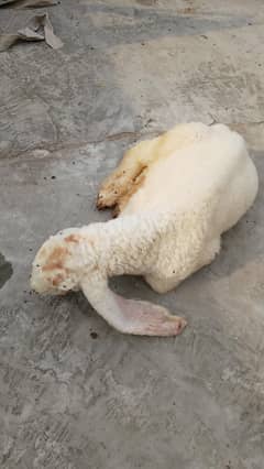 sheep