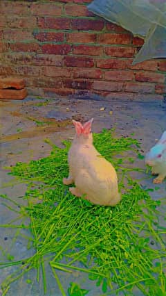 male and female rabbits for sale