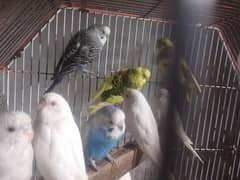 budgies