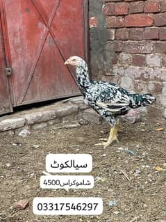 اسلام علیکم