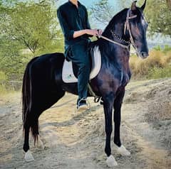 Black Horse