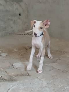 bully gultair dog female