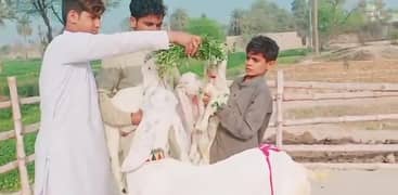 Desi Bakri 3 Bacchon Ke Sath For Sale WhatsApp 0324,6989674
