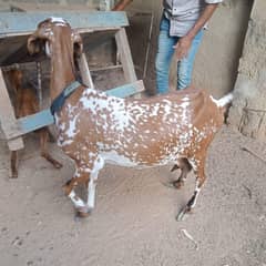 Goats