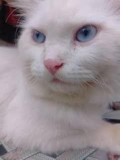 cat sell