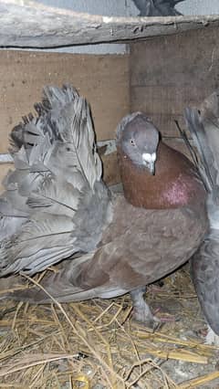 fantail