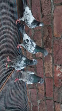 Taddy to class pair and chicks
