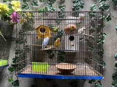 Birds