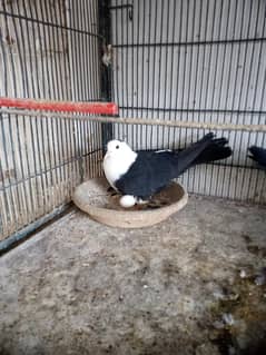 Karbalai pigeons