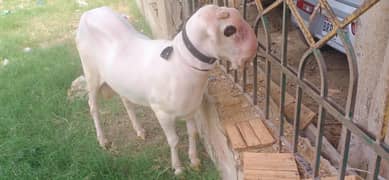 Mundara for sale #03102067687