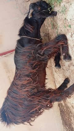 Nachi bakra 4 danth argent sell 03162791197 watsapp number