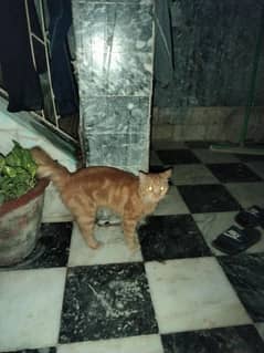 Persian