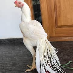 aseel parot beak
