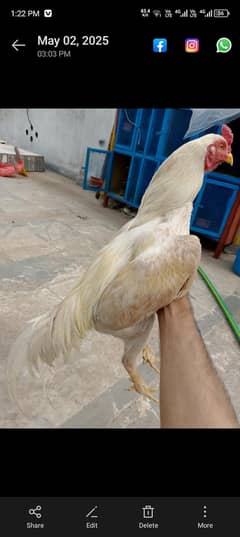 aseel hera