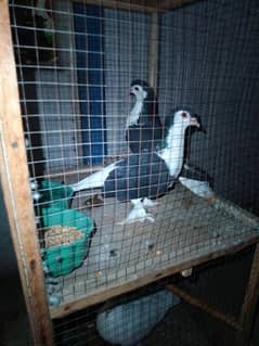 urgent for sale pigeons