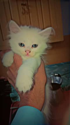 Persian