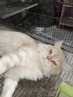 Persian
