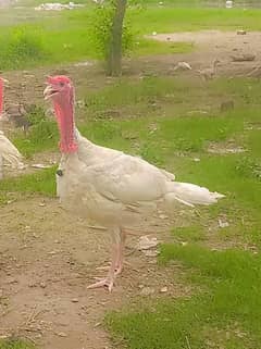 Turkey