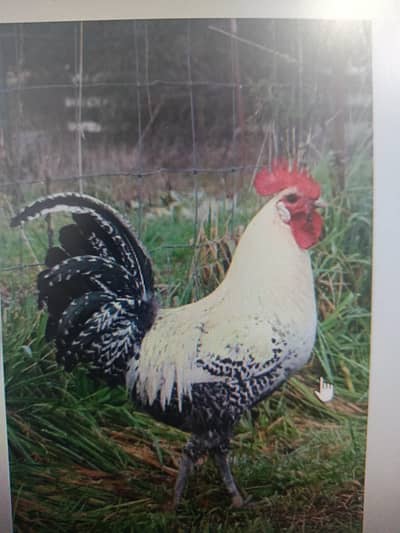 4 hens 1 rooster 1 aseel hen for sale