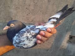 Seth wala teddy pear for sale