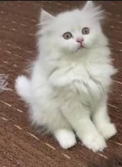 Persian