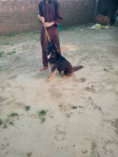 German shepherd. . vacationed