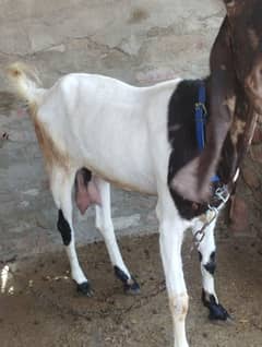 kamori bakri 03138881473
