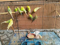 Australian parrots  11 pieces