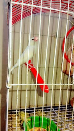 java pair for sale with pinjra