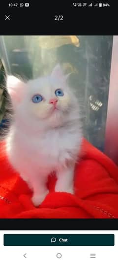 Persian cat for sale male or 0328=1639288 my WhatsApp