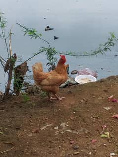 dasi