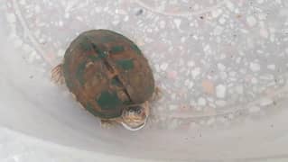 turtle