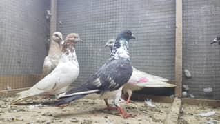 Chatri waly kabotar for sale.