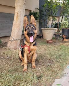 Vaccinated Show Quality GSD Pup German Shepherd Dog