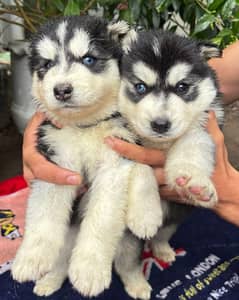 Siberian Husky
