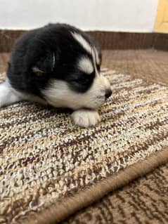 Siberian husky puppies for sale