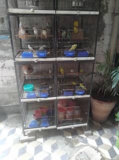 Parrots,