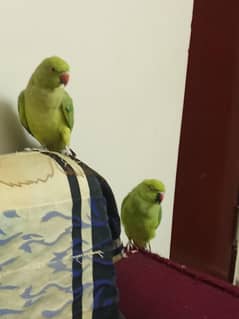 parrot