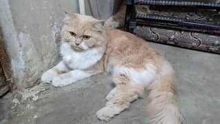Persian cat [ Pair ]