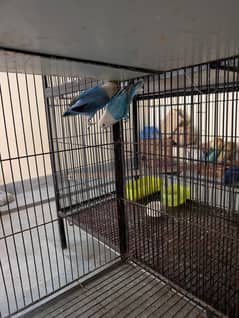 blue