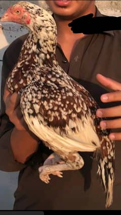 KURAK CHEENI MIANWALI OLD BLOODLINE ASEEL MADI FOR SALE